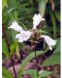 Penstemon, Green-Leaf, White Flowers Seeds (Certified Organic)