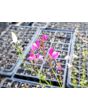 Toadflax 'Northern Lights' Seeds (Certified Organic)
