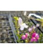 Toadflax 'Northern Lights' Seeds (Certified Organic)	 