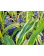 Flint Corn 'Japonica Striped' Seeds (Certified Organic)