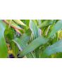 Flint Corn 'Japonica Striped' Seeds (Certified Organic)