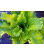 Napa/Chinese Cabbage 'Michihili'