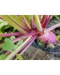 Leaf Radish 'Sasai' Seeds (Certified Organic)