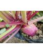 Leaf Radish 'Sasai' Seeds (Certified Organic)