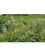 Leaf Radish 'Sasai' Seeds (Certified Organic)