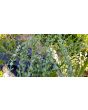 Cress 'Wrinkled Crinkled' Seeds (Certified Organic)