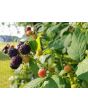 Black Raspberry Seeds (Certified Organic)