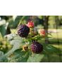 Black Raspberry Seeds (Certified Organic)