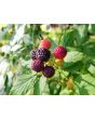 Black Raspberry Seeds (Certified Organic)