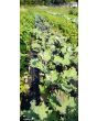 Kale 'Red Russian' Seeds (Certified Organic)
