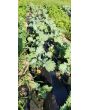 Kale 'Red Russian' Seeds (Certified Organic)