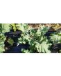 Kale 'Red Russian' Seeds (Certified Organic)