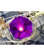 Morning Glory 'Kniola's Black Knight' Seeds (Certified Organic)