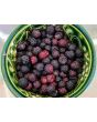 Black Raspberry Seeds (Certified Organic)
