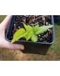 Wild Blackberry Seeds (Certified Organic)