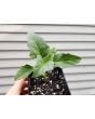 Datura ferox AKA Devil’s Trumpet - Fierce Thorn Apple Seeds (Certified Organic)