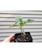 Datura ferox AKA Devil’s Trumpet - Fierce Thorn Apple Seeds (Certified Organic)