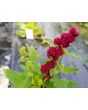 Strawberry Spinach Seeds (Certified Organic)