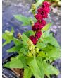 Strawberry Spinach Seeds (Certified Organic)