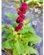 Strawberry Spinach Seeds (Certified Organic)