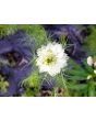 Love-in-a-Mist 'Persian Jewels Blue and White Mix' Seeds (Certified Organic)