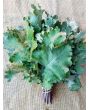 Kale 'Red Russian' Seeds (Certified Organic)