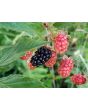 Wild Blackberry Seeds (Certified Organic)