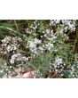 Hardy Baby's Breath Seeds (Certified Organic)
