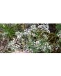 Hardy Baby's Breath Seeds (Certified Organic)