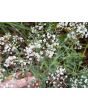 Hardy Baby's Breath Seeds (Certified Organic)