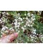 Hardy Baby's Breath Seeds (Certified Organic)