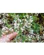 Hardy Baby's Breath Seeds (Certified Organic)