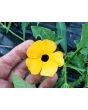 Black-Eyed Susan Vine Mix Seeds (Certified Organic)