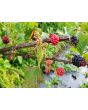 Wild Blackberry Seeds (Certified Organic)