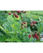 Wild Blackberry Seeds (Certified Organic)