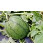 Watermelon 'Blacktail Mountain' Seeds (Certified Organic)
