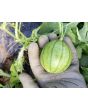 Watermelon 'Blacktail Mountain' Seeds (Certified Organic)