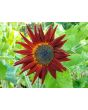 Sunflower 'Indian Blanket' Seeds (Certified Organic)