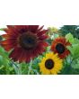 Sunflower 'Indian Blanket' Seeds (Certified Organic)