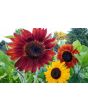 Sunflower 'Indian Blanket' Seeds (Certified Organic)