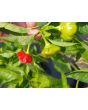 Hot Pepper ‘Brazilian Starfish' Seeds (Certified Organic)