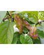 Hot Pepper ‘Black Ghost (Bhut Jolokia x Pimenta de Neyde)' Seeds (Certified Organic)