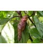 Hot Pepper ‘Black Ghost (Bhut Jolokia x Pimenta de Neyde)' Seeds (Certified Organic)