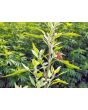 Wild Spinach AKA Lamb's Quarters Seeds (Certified Organic)