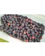 Wild Blackberry Seeds (Certified Organic)