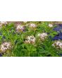 Spider Flower, Cleome marshallii 'White Spider' Seeds (Certified Organic)