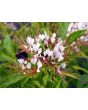 Spider Flower, Cleome marshallii 'White Spider' Seeds (Certified Organic)