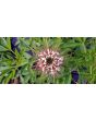 Spider Flower, Cleome marshallii 'White Spider' Seeds (Certified Organic)