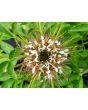 Spider Flower, Cleome marshallii 'White Spider' Seeds (Certified Organic)