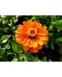 Zinnia 'Fruit Smoothie Mix' Seeds (Certified Organic)
